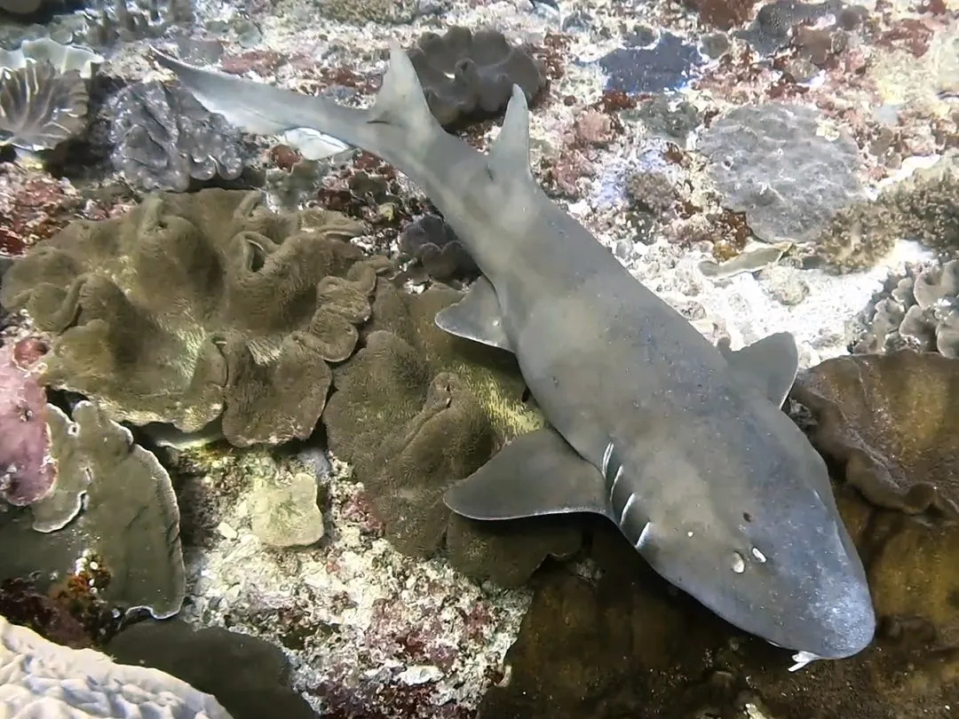 Bamboo shark hunting at Manta Point, Nusa Penida, June 2026