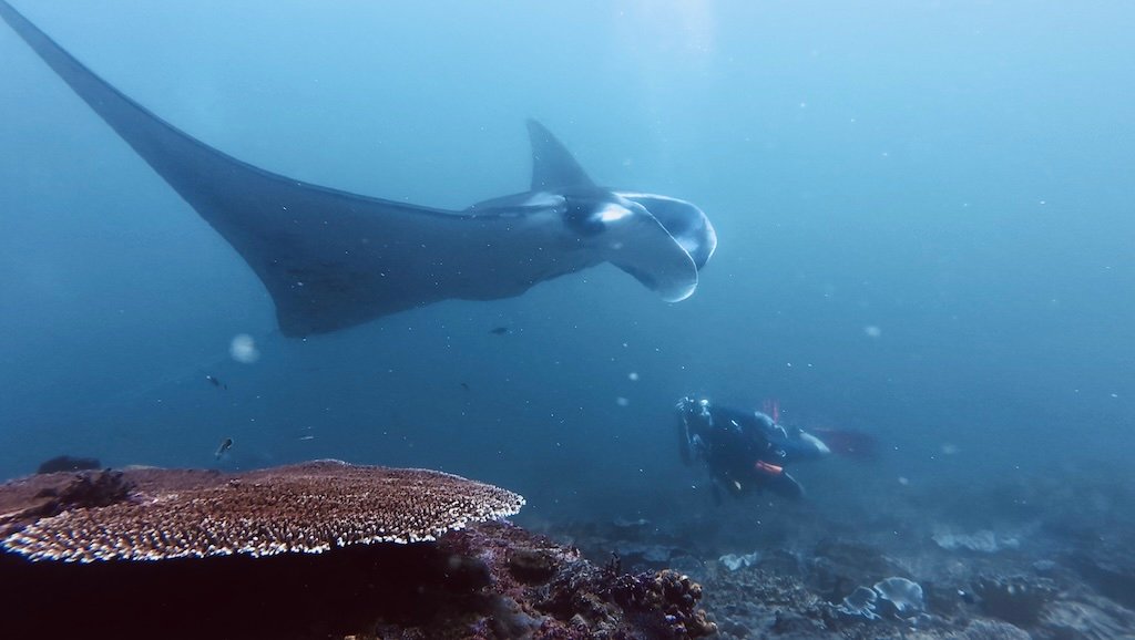 Taucher mit roten Flossen unter einem Mantarochen am Tauchplatz Manta Point, Nusa Penida