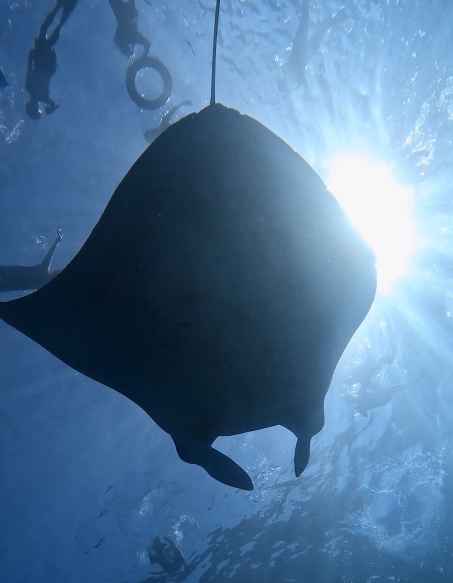 Mantarochen im Gegenlicht, von direkt unten gesehen, an Manta Point, Nusa Penida