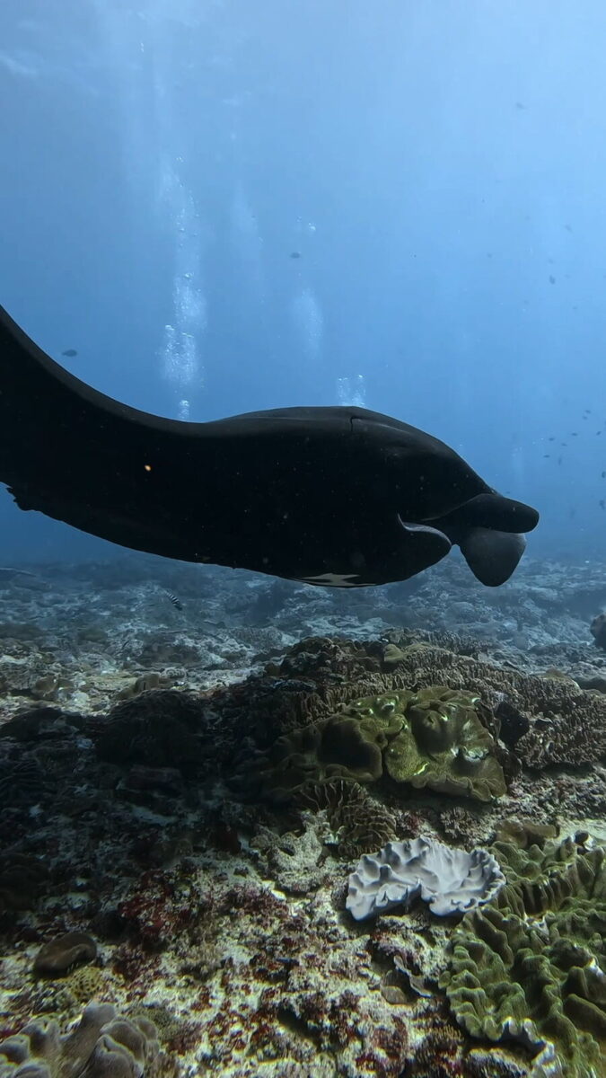 Melanistic all-black manta ray nicknamed Batman, with a white bat-shaped marking on its underside, Manta Point Nusa Penida