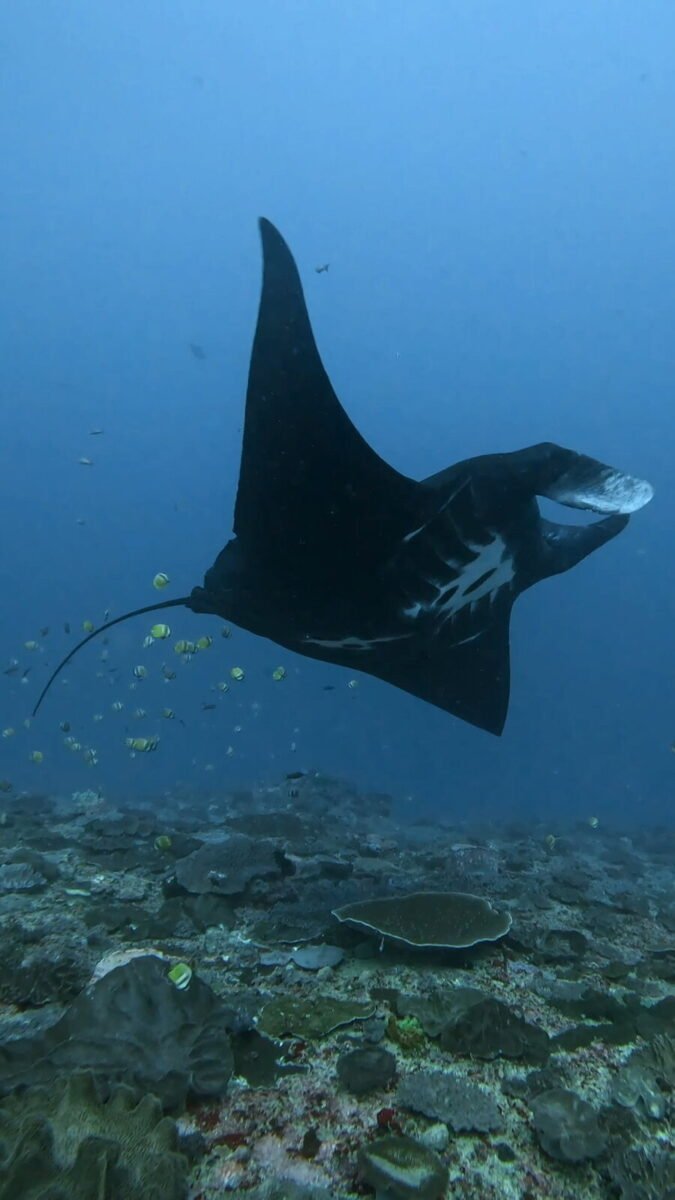Melanistic all-black reef manta ray gliding over the reef at Manta Point, Nusa Penida
