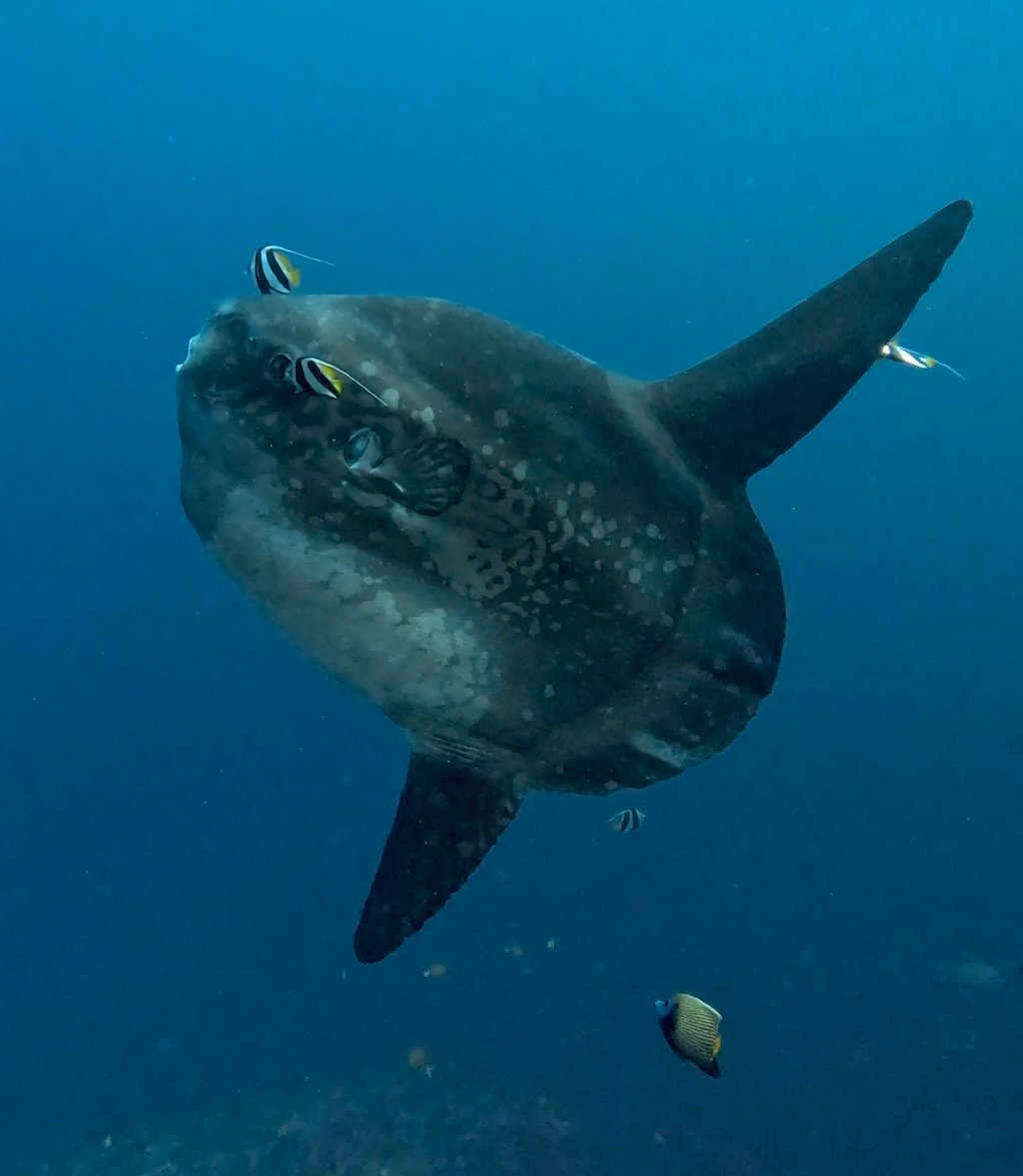 Mola Mola being cleaned by bannerfish at Crystal Bay dive site, Nusa Penida
