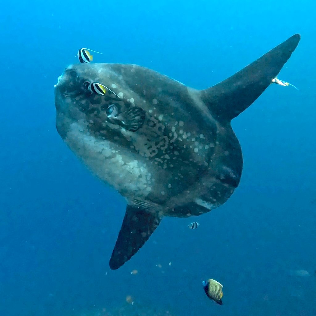 Mola alexandrini (commonly called Mola Mola) at a cleaning station in Crystal Bay, Nusa Penida