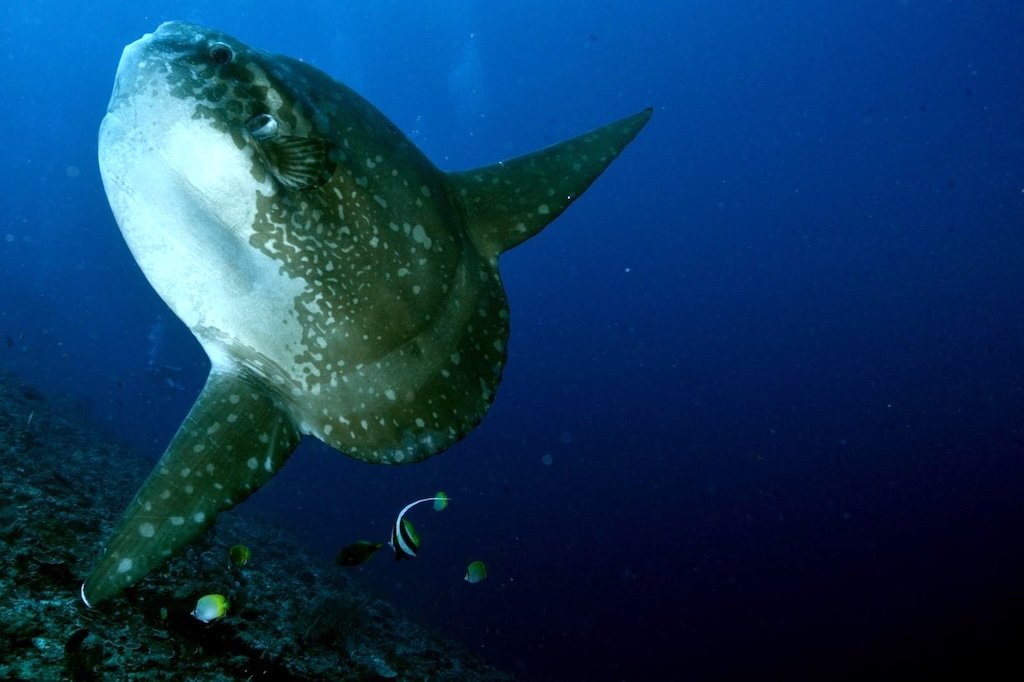 Mola alexandrini being cleaned by bannerfish at a cleaning station in Nusa Penida