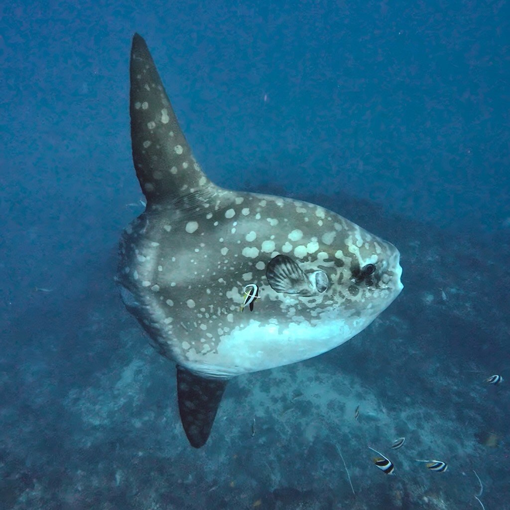 Side profile of a Mola alexandrini at Crystal Bay, Nusa Penida