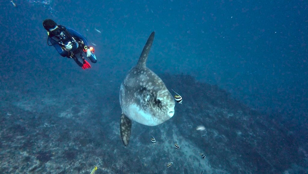 Diver observing a Mola alexandrini at Crystal Bay on 10 August 2026