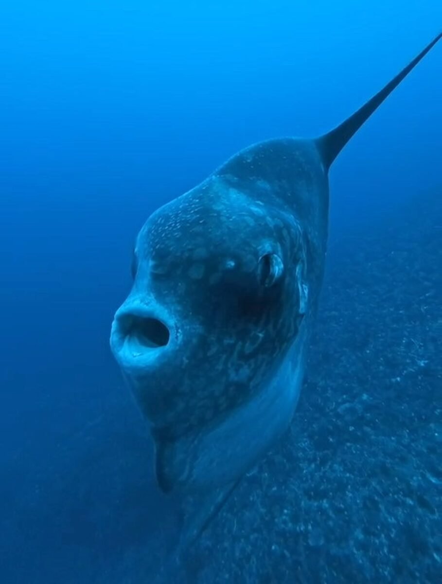 Close-up of a Mola alexandrini (commonly called Mola Mola) at Crystal Bay, Nusa Penida