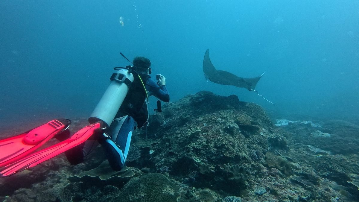 Diver hovering in neutral buoyancy above the reef while a reef manta ray passes at Manta Point, Nusa Penida
