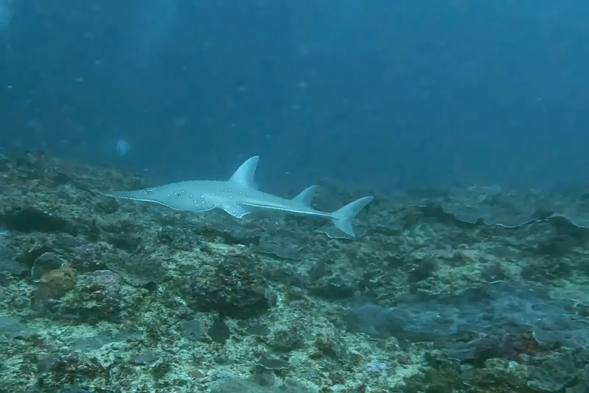 Un pesce chitarra nuota appena sopra la barriera a Manta Point, Nusa Penida, visto di profilo con il muso appiattito e le due pinne dorsali