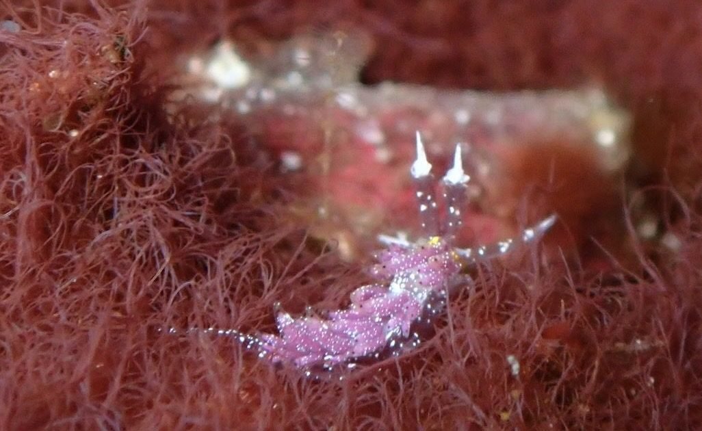 Winzige rosa Fadenschnecke auf Rotalgen am Makro-Tauchplatz westlich von Gili Mimpang, Padang Bai, Bali