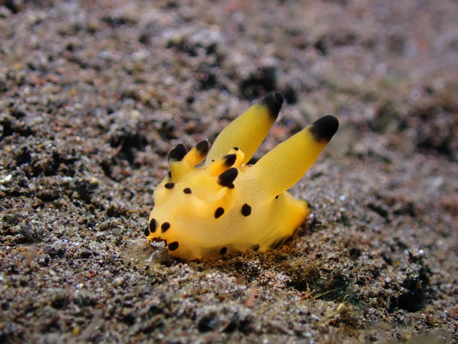 Yellow and black Pikachu nudibranch (Thecacera) on black volcanic sand at Seraya, Bali