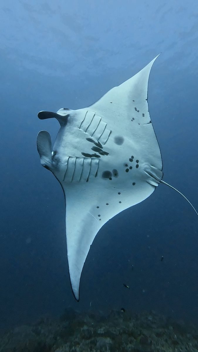 Underside of a reef manta ray showing the unique black spot pattern used to identify individuals, Manta Point Nusa Penida