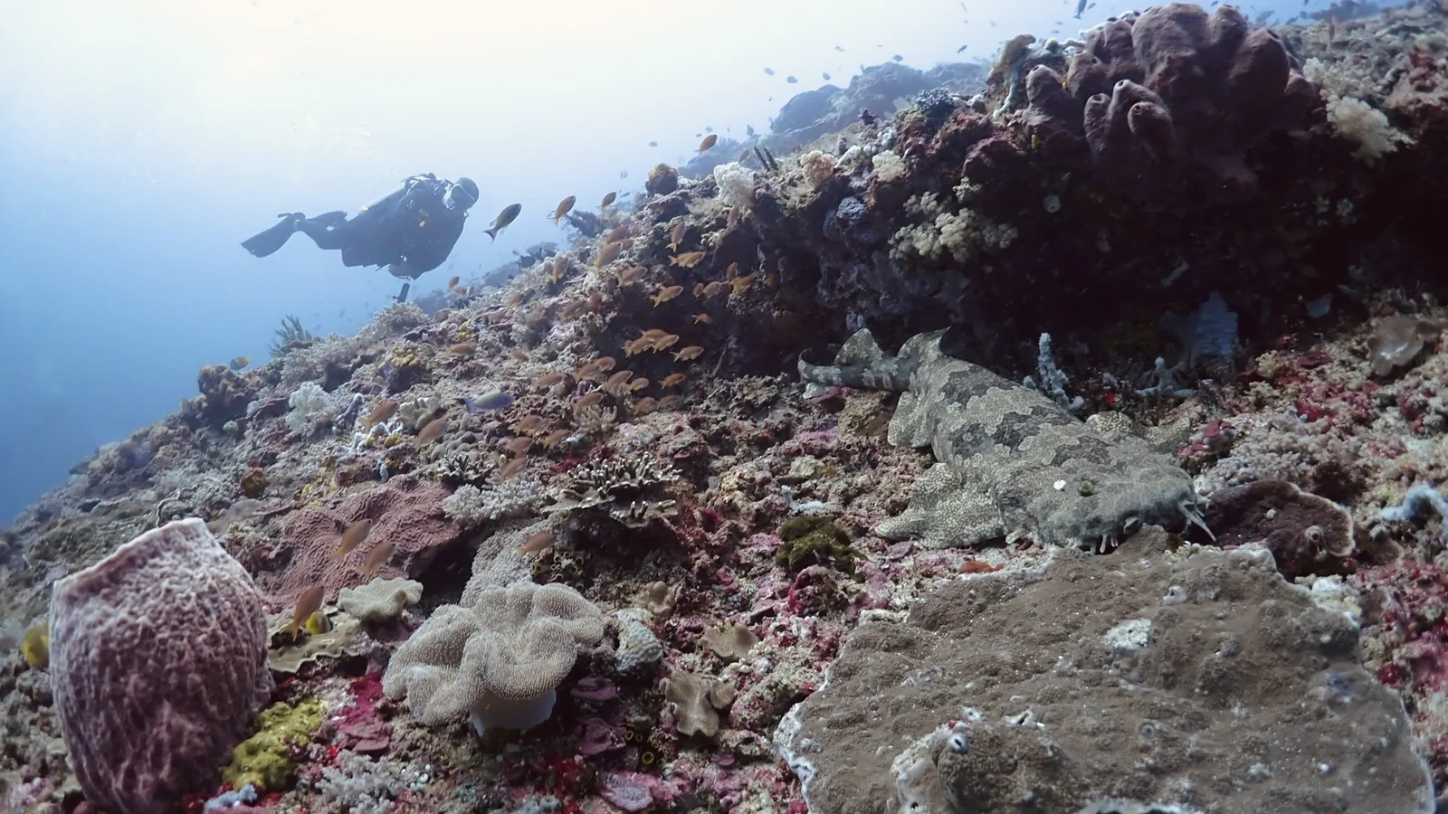 Squalo wobbegong mimetizzato sul reef a 25 metri a Crystal Bay, Nusa Penida, con un subacqueo sullo sfondo