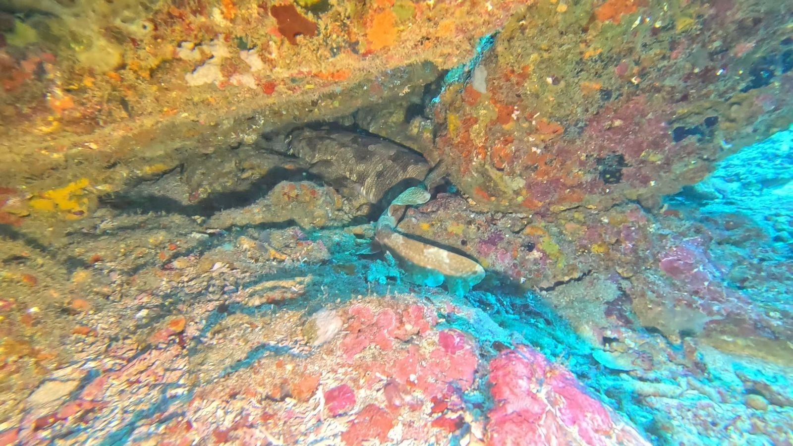 Wobbegong shark resting under a rock ledge at Crystal Bay, Nusa Penida, at around 18 metres